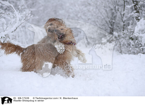 Wller im Winter / Waeller Sheepdog in winter / KB-17226