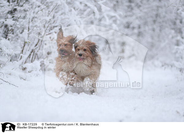 Wller im Winter / Waeller Sheepdog in winter / KB-17229