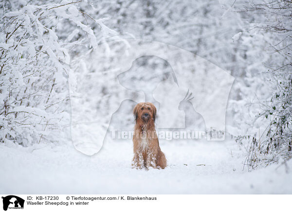 Wller im Winter / Waeller Sheepdog in winter / KB-17230