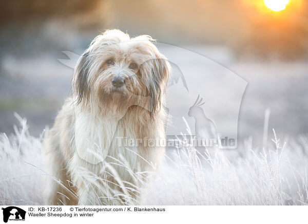 Wller im Winter / Waeller Sheepdog in winter / KB-17236