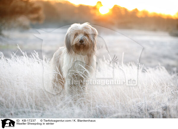 Wller im Winter / Waeller Sheepdog in winter / KB-17237