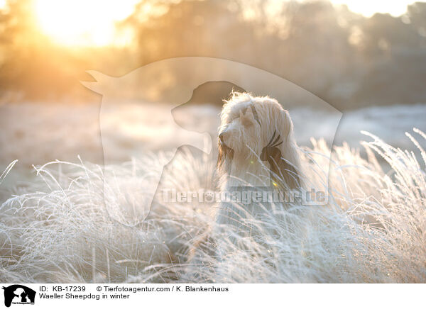 Wller im Winter / Waeller Sheepdog in winter / KB-17239