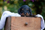 Waeller Sheepdog Puppy