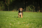 Waeller Sheepdog Puppy