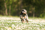 Waeller Sheepdog Puppy