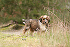 Waeller Sheepdog Puppy