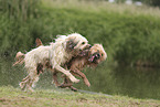 Waeller Sheepdog