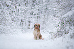 Waeller Sheepdog in winter