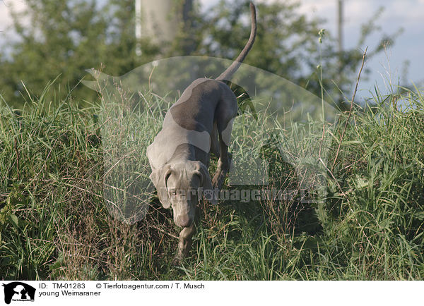 junger Weimaraner / young Weimaraner / TM-01283