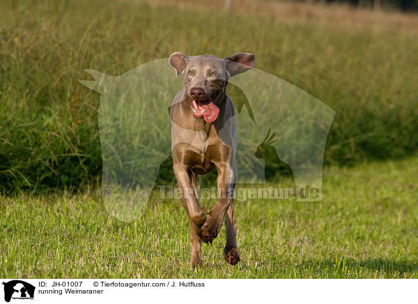 rennender Weimaraner / running Weimaraner / JH-01007