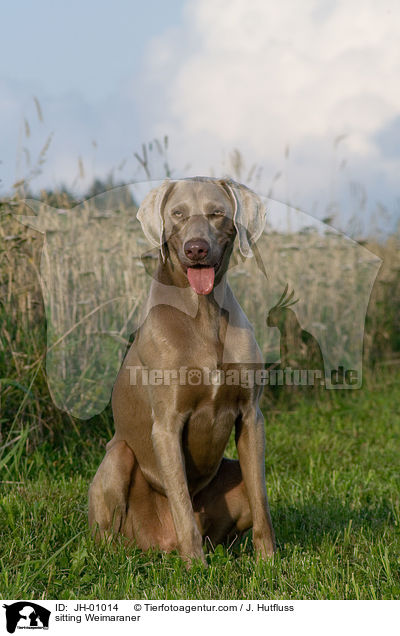 sitzender Weimaraner / sitting Weimaraner / JH-01014