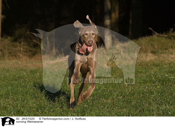 rennender Weimaraner / running Weimaraner / JH-01020