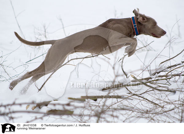 rennender Weimaraner / running Weimaraner / JH-01038