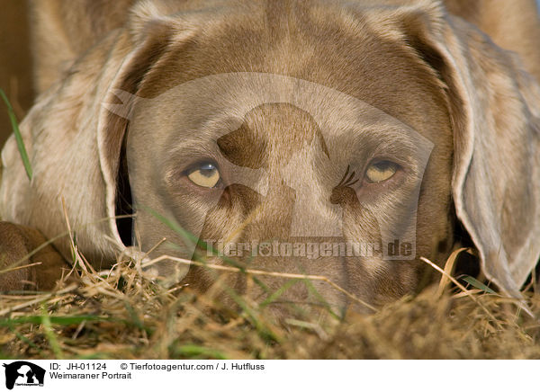 Weimaraner Portrait / JH-01124