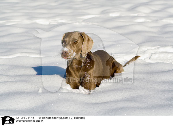 Weimaraner im Schnee / Weimaraner in snow / JH-01145