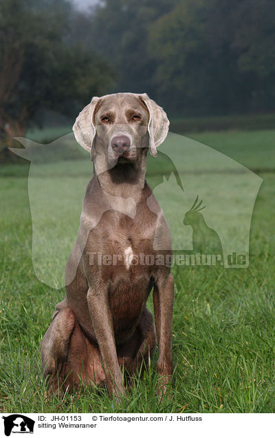 sitzender Weimaraner / sitting Weimaraner / JH-01153