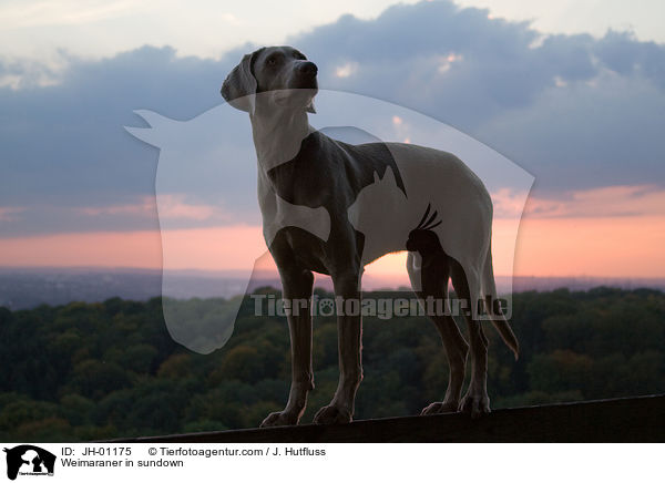 Weimaraner im Sonnenuntergang / Weimaraner in sundown / JH-01175