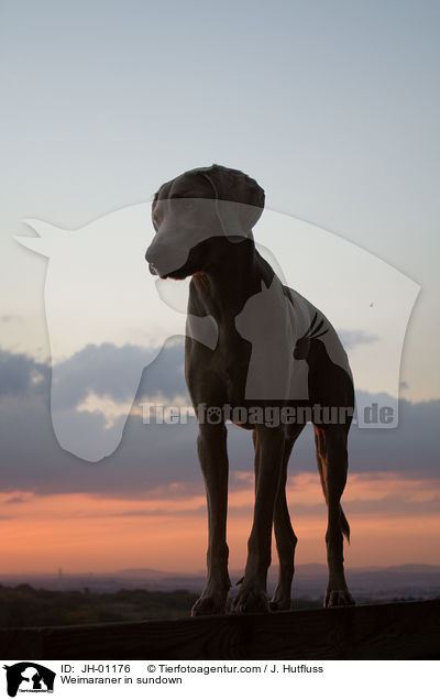 Weimaraner im Sonnenuntergang / Weimaraner in sundown / JH-01176