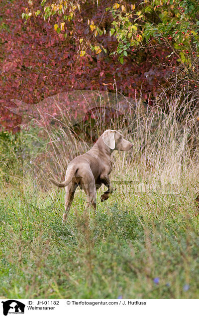 vorstehender Weimaraner / Weimaraner / JH-01182