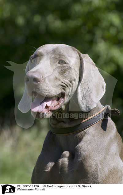 Weimaraner Portrait / SST-03126