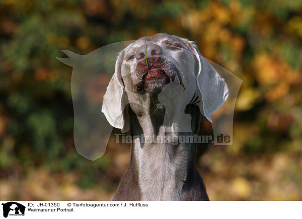 Weimaraner Portrait / Weimaraner Portrait / JH-01350