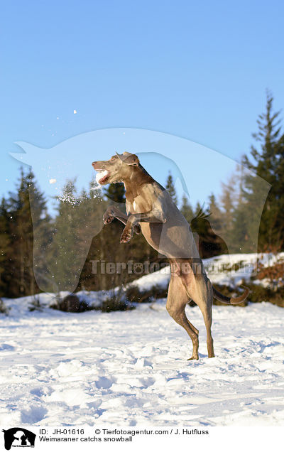 Weimaraner fngt Schneeball / Weimaraner catchs snowball / JH-01616