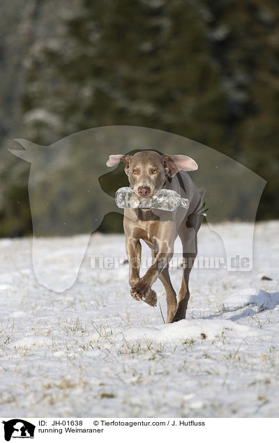 running Weimaraner / JH-01638