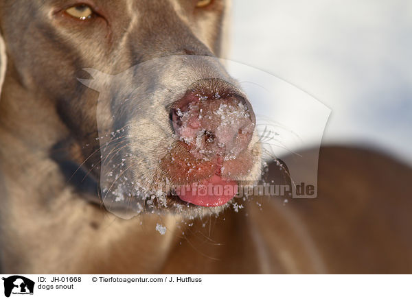 dogs snout / JH-01668