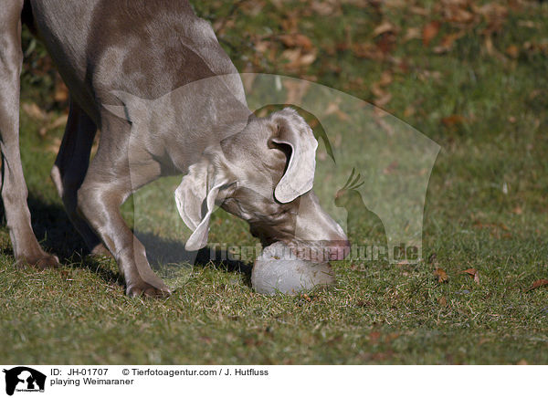 spielender Weimaraner / playing Weimaraner / JH-01707