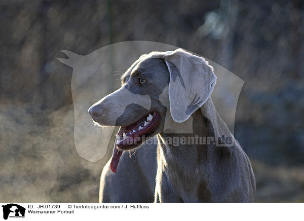 Weimaraner Portrait / Weimaraner Portrait / JH-01739