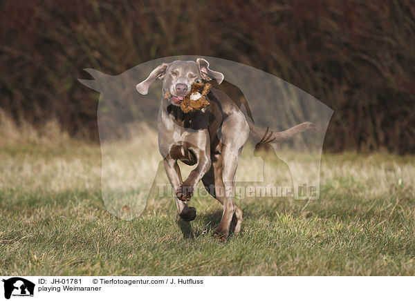 spielender Weimaraner / playing Weimaraner / JH-01781