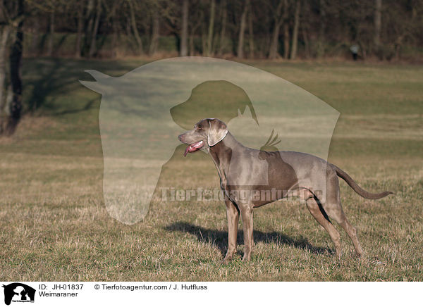 Weimaraner / Weimaraner / JH-01837