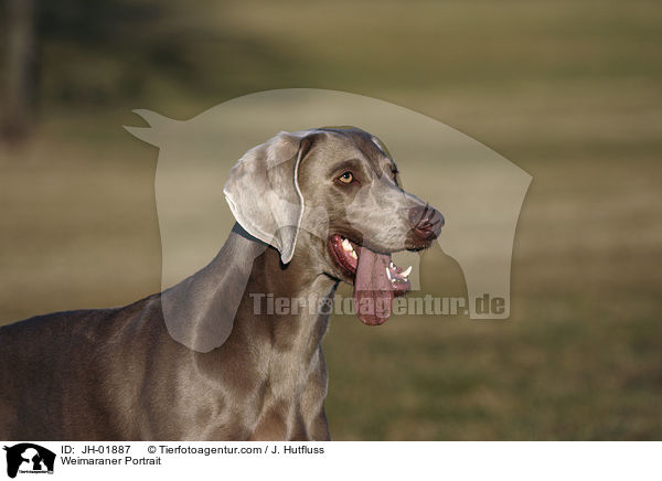 Weimaraner Portrait / JH-01887