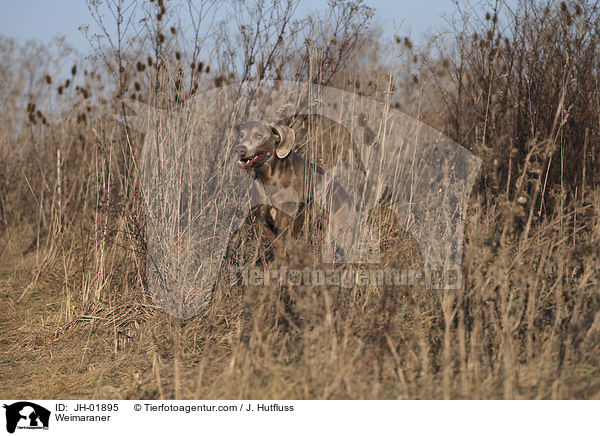 Weimaraner / JH-01895