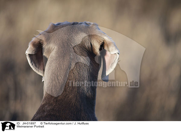 Weimaraner Portrait / JH-01897