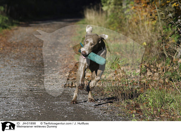 Weimaraner retrieves Dummy / JH-01898