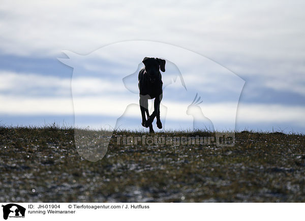 rennender Weimaraner / running Weimaraner / JH-01904