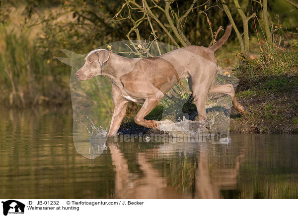 Weimaraner beim Jagdtraining / Weimaraner at hunting / JB-01232