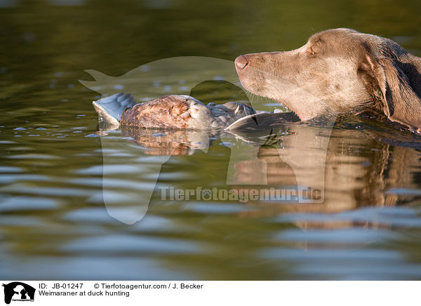 Weimaraner auf Entenjagd / Weimaraner at duck hunting / JB-01247