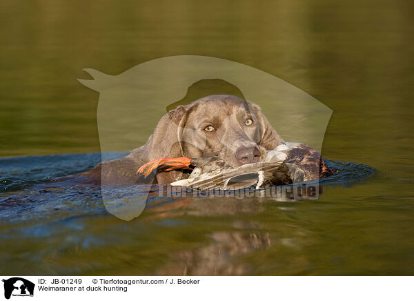 Weimaraner at duck hunting / JB-01249