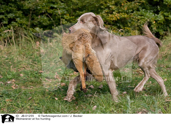 Weimaraner auf Fuchsjagd / Weimaraner at fox hunting / JB-01255