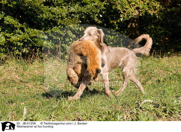 Weimaraner auf Fuchsjagd / Weimaraner at fox hunting / JB-01256