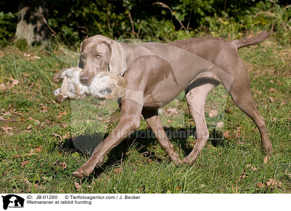 Weimaraner auf Kaninchenjagd / Weimaraner at rabbit hunting / JB-01260