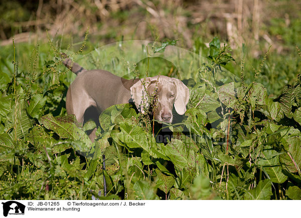 Weimaraner beim Jagdtraining / Weimaraner at hunting / JB-01265