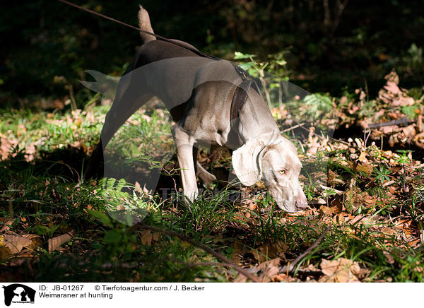 Weimaraner beim Jagdtraining / Weimaraner at hunting / JB-01267