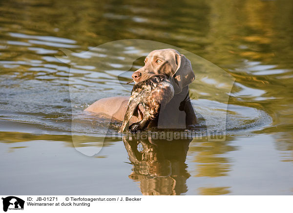 Weimaraner auf Entenjagd / Weimaraner at duck hunting / JB-01271