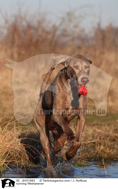 rennender Weimaraner / running Weimaraner / JH-01983