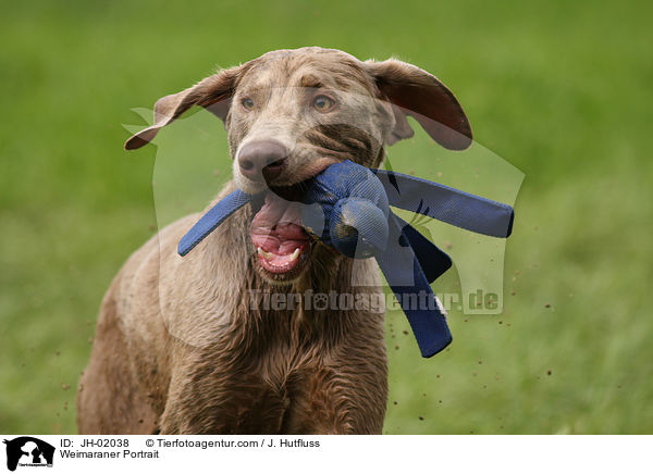 Weimaraner Portrait / JH-02038