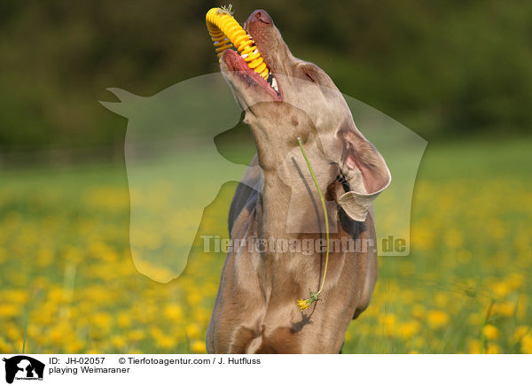 spielender Weimaraner / playing Weimaraner / JH-02057