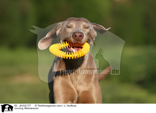 running Weimaraner / JH-02177